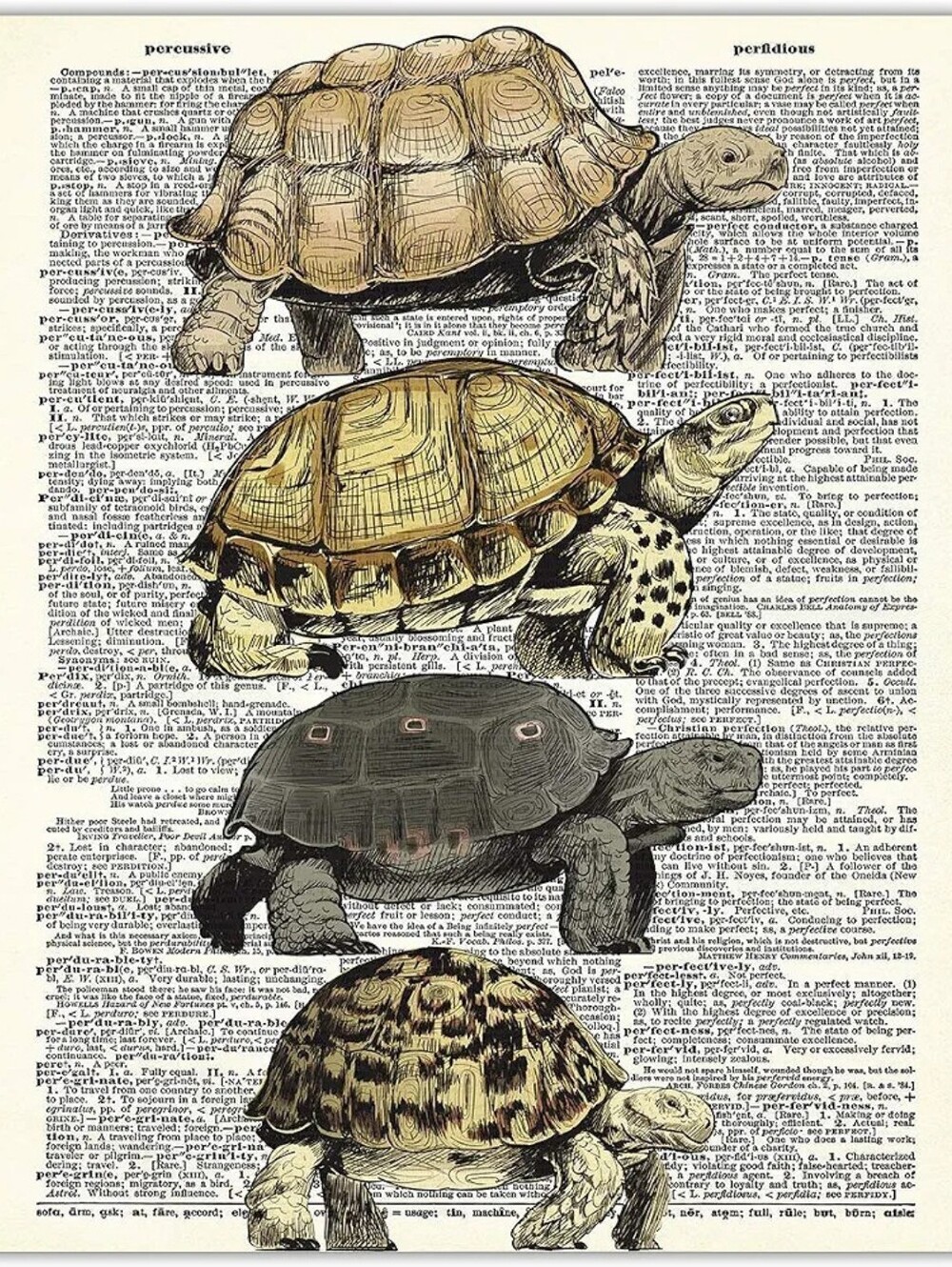 Tortoise & Turtle Wall Art Print - Neutral Brown and Black